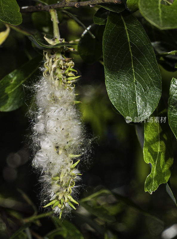 柳(Salix laevigata)，红柳，抛光柳，是一种原产于太平洋海岸加利福尼亚和北加利福尼亚的柳树;加州蒙特利县加兰德牧场公园